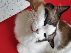 -柚子猫舍·精品猫舍购猫·猫咪认养·购宠·宠物店