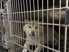 -佳雯宠物医院·皮肤科·内外科(春晓路分院)