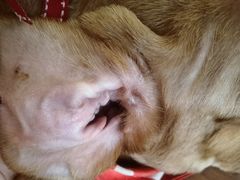 -爱侣宠医·鹦鹉专科·小型哺乳类·异宠专科(灵石路店)