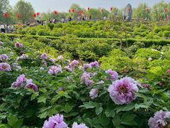 -洛阳市隋唐城遗址植物园