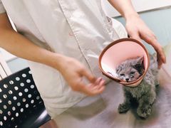 -特一安24小时宠物医院·骨科·中兽医