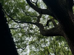 -上海醉白池公园