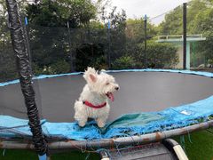 -汪说喵讲宠物乐园宠物酒店(红星美凯龙店)