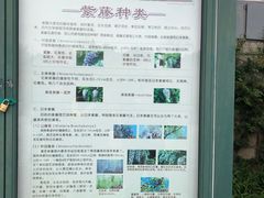 -嘉定紫藤园