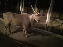 -清迈夜间动物园