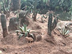 -广州长隆野生动物世界