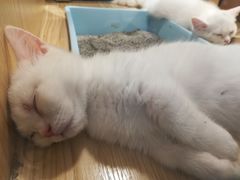 -屋虎猫馆(宝安大仟里店)