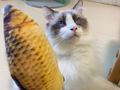 -猫在这儿猫咪咖啡馆·撸猫馆