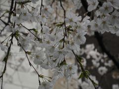 -武汉大学-樱园