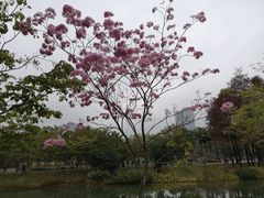 -四海公园(南山区)