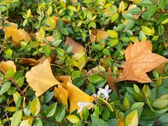 -闸弄口(地铁站)