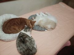 -猫猫幼稚园·撸猫·桌游·电玩