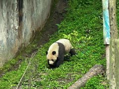 -中国大熊猫保护研究中心雅安碧峰峡基地