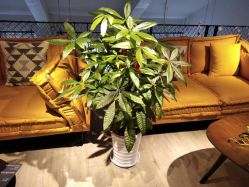 点击看大图 -Cocodemer 产后恢复中心(多伦路店)