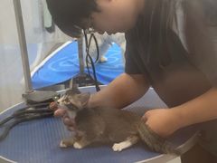 -瑞鹏宠物医院·骨科·猫科·内科(第一中心)