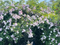 -天鹅湖体育公园