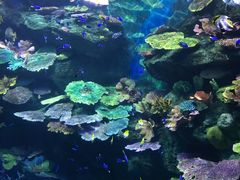 -暹罗海洋世界
