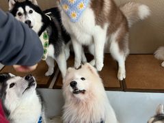 -星多哈·狗咖·拼豆·咖啡
