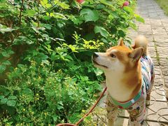 -北京市中关村医院