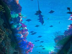 -珠海长隆海洋王国