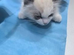 -伟伟宠物医院·CT影像中心·瑞派犬猫综合性门诊(汉口总院)