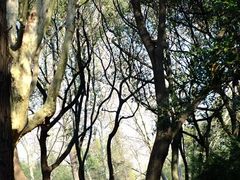 -上海共青森林公园