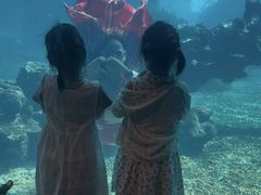 -海棠湾洲际-涛·海底餐厅·美人鱼·自助餐·海底隧道