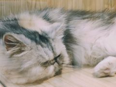 -屋虎猫馆(宝安大仟里店)