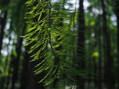 -上海共青森林公园