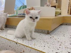 -猫域·湾主题猫咖·宠物吧(南坪城市广场店)