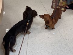 -帕帕拉兹宠物(亚洲旗舰店)