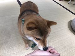 -逗柴咖啡屋·狗咖猫咖宠物桌游