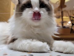 -滚猫咖啡·猫咖·猫友好撸猫(未来城店)