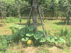 -田园东方蜜桃村的田野营地
