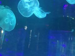 -沙沙哗啦海洋馆(华宇百花谷店)