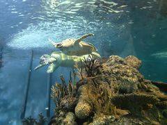 -上海海洋水族馆