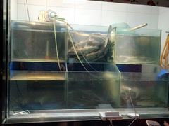 -鱼酷活鱼烤鱼(沈阳大悦城店)