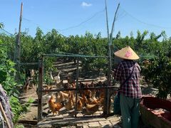 -樂桃源奉贤黄桃种植采摘基地
