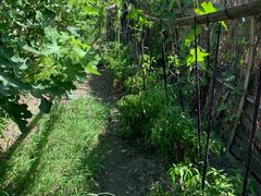 -樂桃源奉贤黄桃种植采摘基地