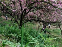 android_upload_pic-石峰公园