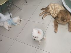 -怪兽屋·羊驼·猫咖·狗咖(俊华广场店)