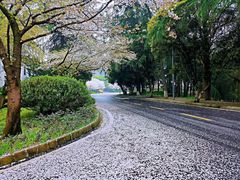 -武汉大学-樱园