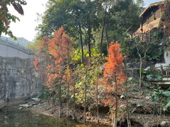 -广州市帽峰山景区