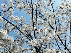 -天王浮山樱花园