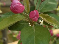 -海棠花溪(元大都城垣遗址公园)