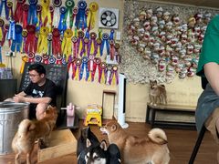 -柴犬高等学院·狗咖·柴犬售卖·宠物训练