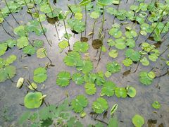 -四川大学(华西校区)