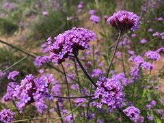 -石井坡(地铁站)