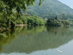-深圳仙湖植物园