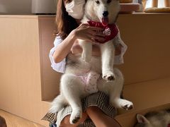 -Husky Go! 哈士奇体验馆·宠物咖啡厅狗咖